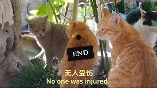 橘貓正在挑起戰爭 The cat is provoking a war.😾🐻‍❄️