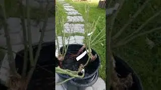 Отзыв покупателя на розы Питомника Гарант