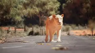 Lioness Quadruped Walk Cycle Animation