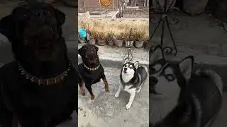 Rottweiler vs husky | review reloaded | 