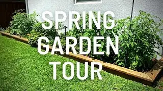 Early Spring Vegetable Garden Tour in Zone 8a