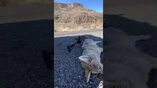 Охота на койота ￼