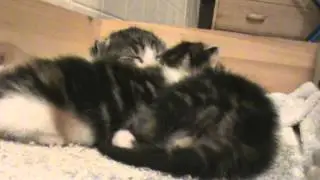 My 12 day old kittens