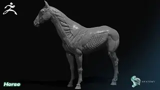 How To Sculpt A Horse Anatomy In ZBrush Core(Equine Ecorshe) Part 1
