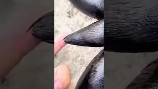 Seal or sea lion?