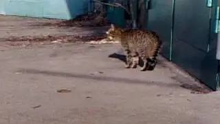 кот кричит АУ и МЯУ \ Cool crazy cat