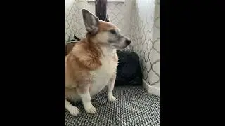 My Doggos