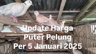 Update Harga Puter Pelung Per 5 Januari 2025 @sugitokambojaBF