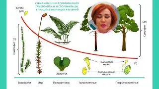ЖИЗНЕННЫЙ ЦИКЛ РАСТЕНИЙ  1  ЧЕРЕДОВАНИЕ ПОКОЛЕНИЙ