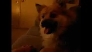 Kyra, 10 months old keeshond