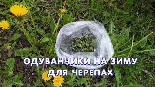 Одуванчики на зиму для черепах