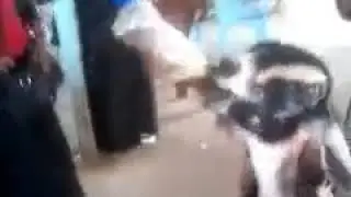 Crazy Goat makes fun