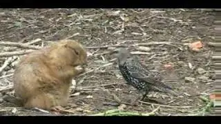 У суслика забрали сухарик (funny fat Spermophilus)