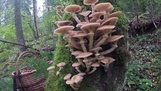 Деревня Соснино (грибы)