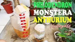 Dapet ANTHURIUM VARIEGATA MURAH | UNBOXING PHILODENDRON ANTHURIUM & MONSTERA