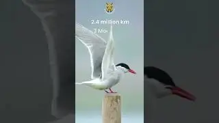 Epic Journey of the Arctic Tern: 2.4M KM Adventure | The Animal Explorer #shorts