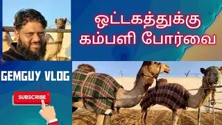 Camel Mating and breeding 
