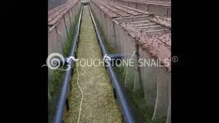 Ο παραγωγικός κύκλος στα εκτροφεία της Touchstone Snails
