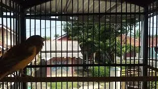 Masteran Kenari Gacor Ngerol Panjang