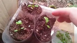 сеем горошек душистый часть 2.отчет про сельдерей немножко😉😊