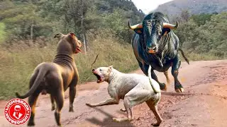 THIS IS WHAT HAPPENS WHEN A DOG MESSES WITH THE WRONG BULL