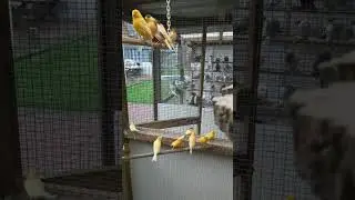 Мои канарейки.