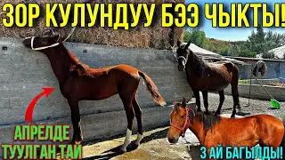 КУЛУНДУУ БЭЭ ЖАНА СЕМИЗ СОГУМГА БЭЭЛЕР ЧЫКТЫ #байтв