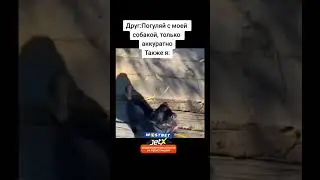 Погуляй с собакой#друг#собака#прогулка#друзья#пёс#гулять#мемы#shorts#приколы#video#день#улица#дружба