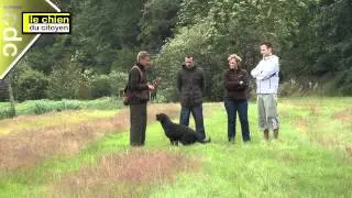 Comment éduquer son chien en jouant ? (partie 1)
