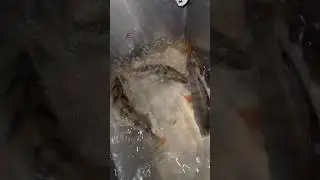 ‪@fishmania_kz‬