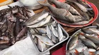 Ncig ua si yuav tsiaj nruab nrag taj laj | ເມືອງເຟືອງ