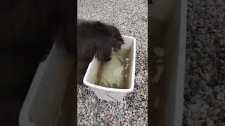 Коти риболови