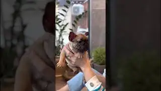 Французский бульдог