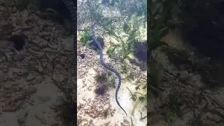 Berenang di pantai ketemu ular berbisa mematikan