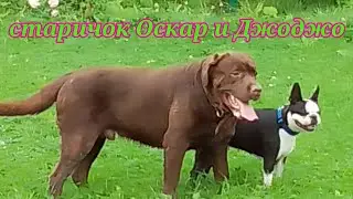 ВСТРЕЧА СТАРИЧКА ОСКАРА И ДЖОДЖО