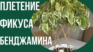 Как подрос  плетёный решеткой фикус бенджамина.#фикусбенджамина #фикус #фикусы #плетениефикуса