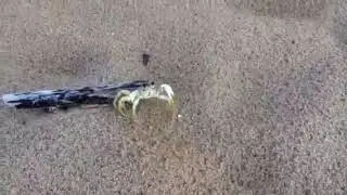 San Juan crab chase