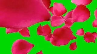 Rose green screen video // Fx //Kine master // 2021 // rose green screen video // trading vide 4k Hd