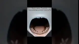 ту ту ту ту ту туруру 🦈 