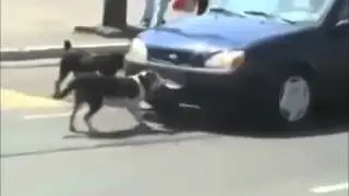 Хорошие собачки