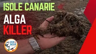The coasts of Gran Canaria are invaded by algae originating from Japan.