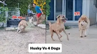 Funny Husky Vs 4 Dogs Chase – Chaos Reaction Compilation 