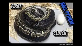 Hypo Tri Stripe x Black Head Black Pastel Ball Python Clutch!