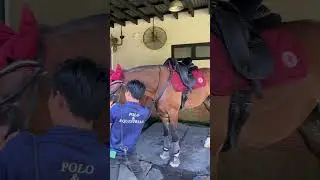 Today YiYi will try the new horse for training #horseriding #sports #shorts