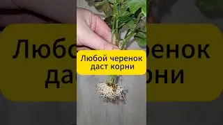 Любой черенок даст корни 