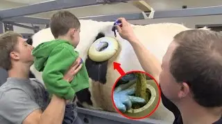 Why do some Cows have HOLES drilled into their sides?