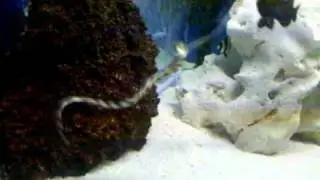 Snowflake eal eats