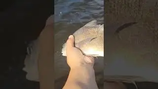 Caught A Freshwater Drum Fishing