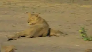 Don't Come Near Lions Feeding With Cubs