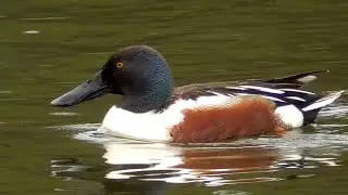 Shoveler in Tsarskoye Selo.